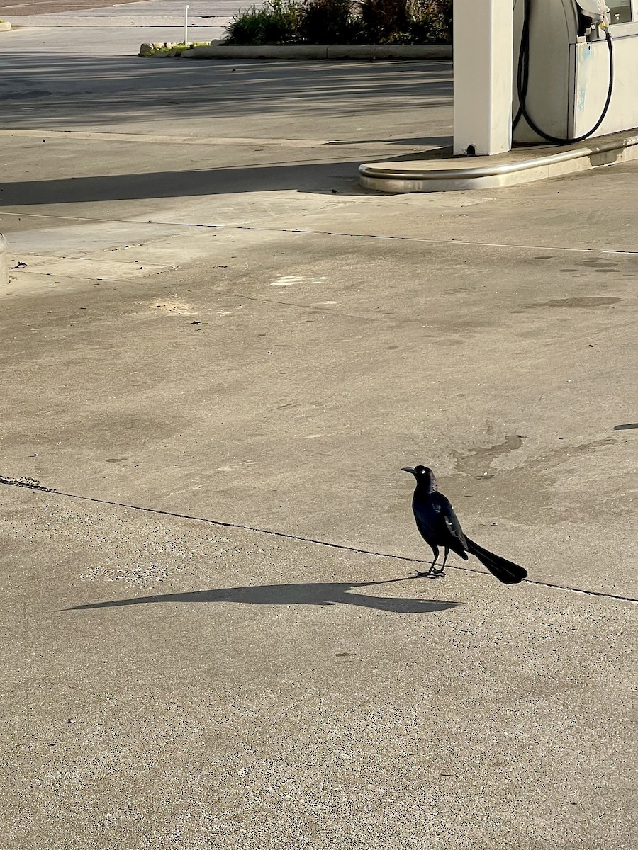 Great-tailed Grackle - ML646023930