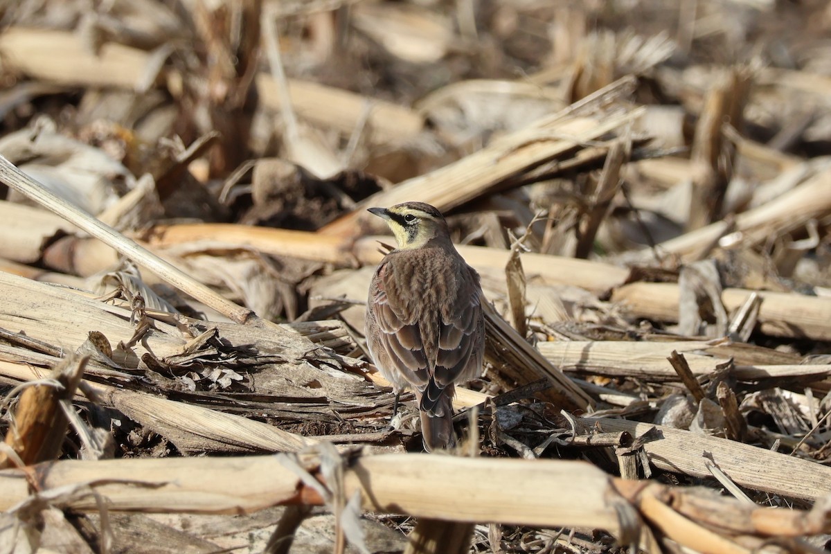 Kulaklı Toygar - ML646023932