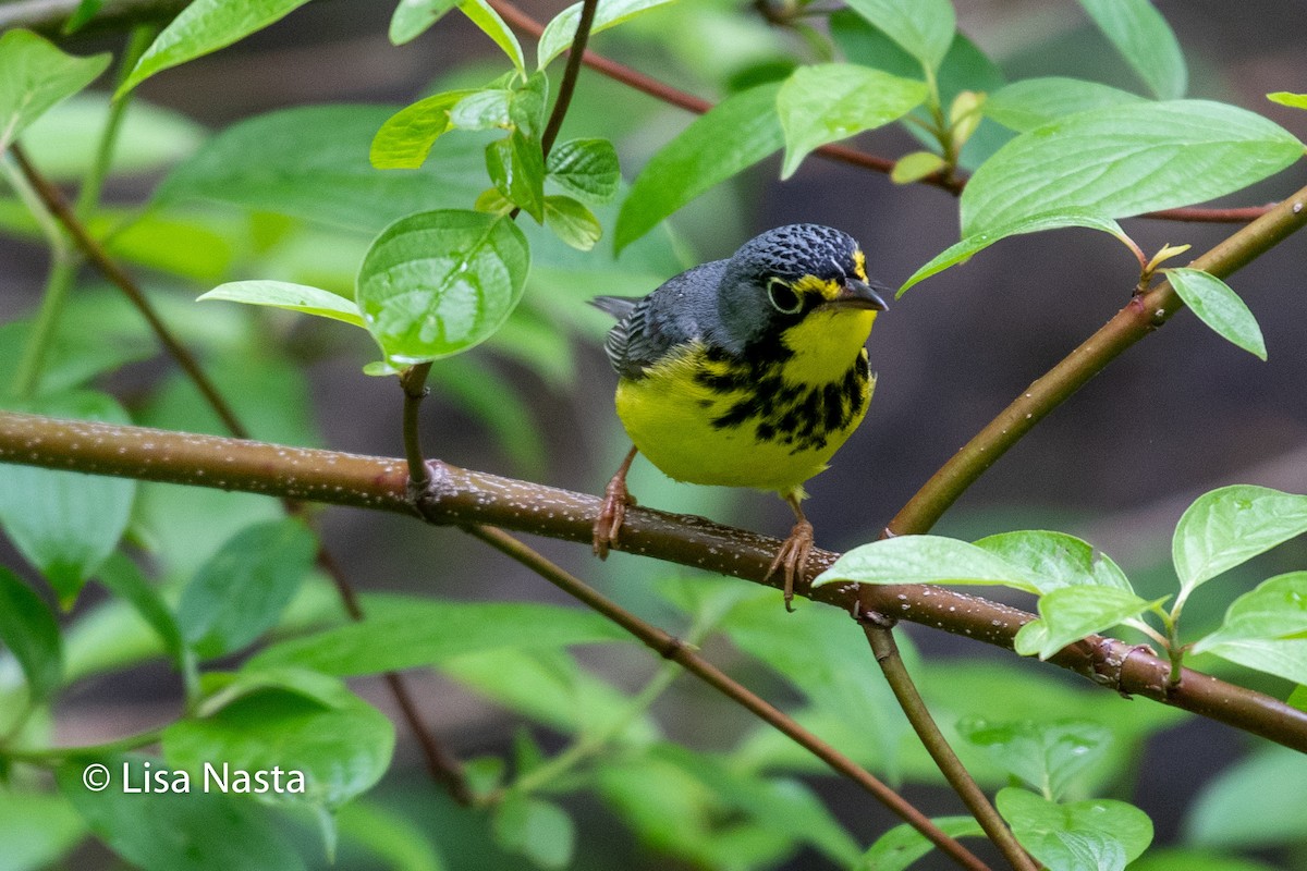 Canada Warbler - ML646023935