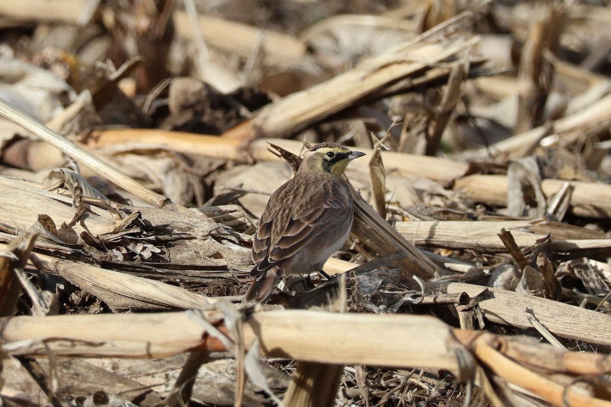 Kulaklı Toygar - ML646023939