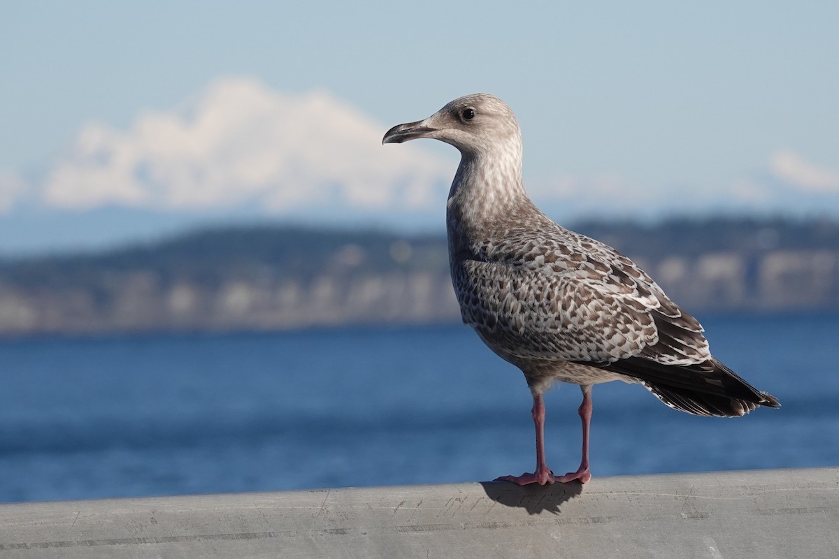 American Herring Gull - ML646023942