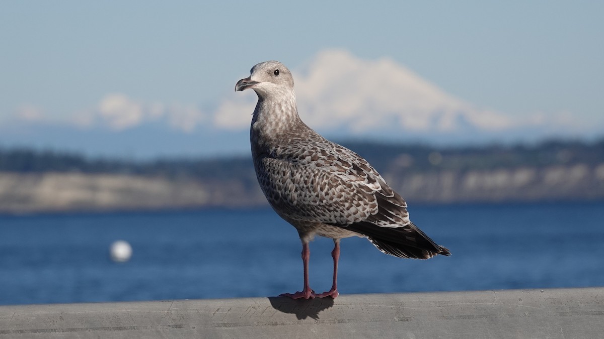 American Herring Gull - ML646023943