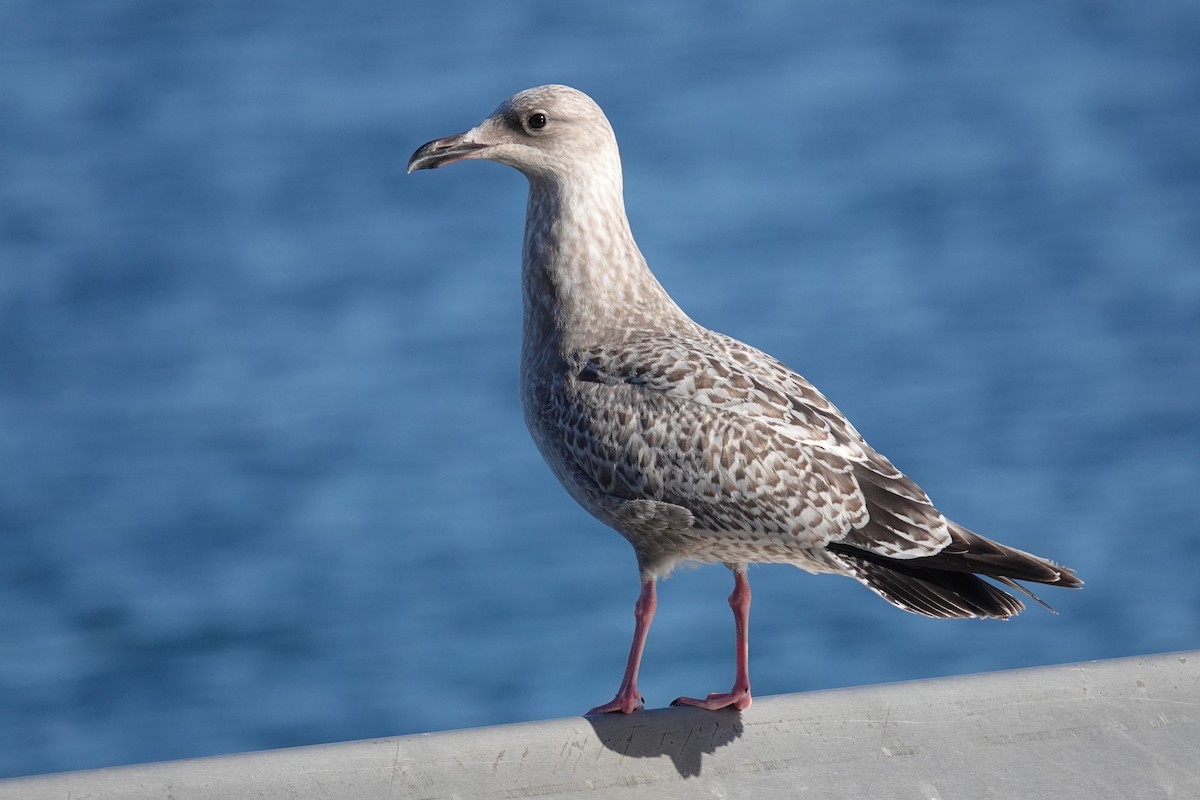 American Herring Gull - ML646023944