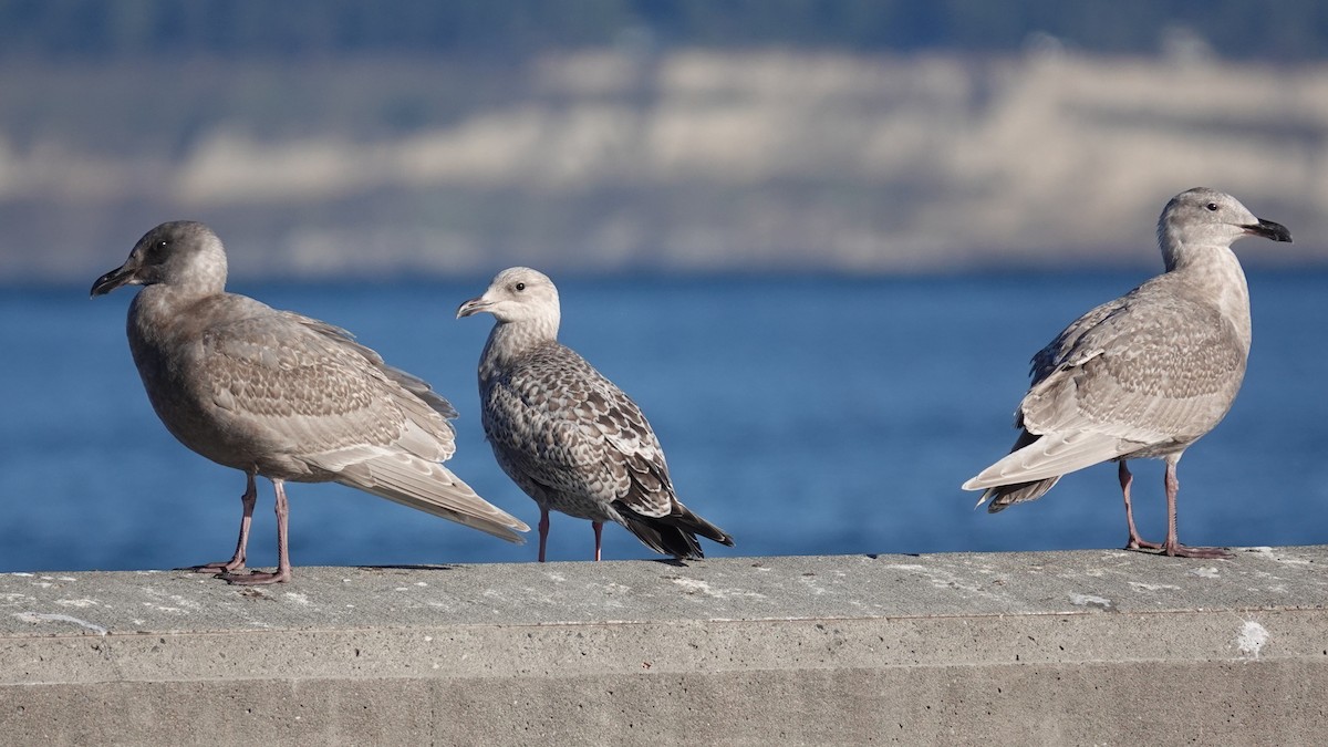 American Herring Gull - ML646023945