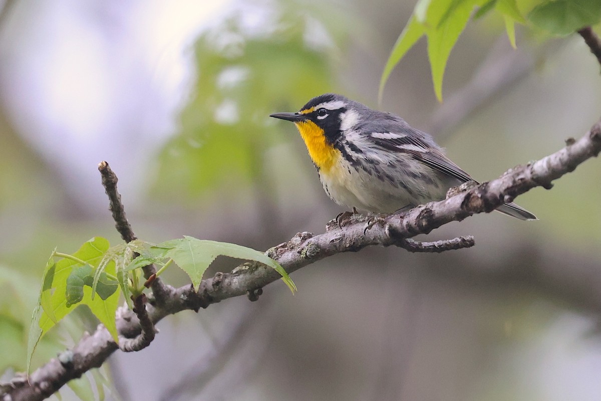 Goldkehl-Waldsänger (dominica/stoddardi) - ML646023946