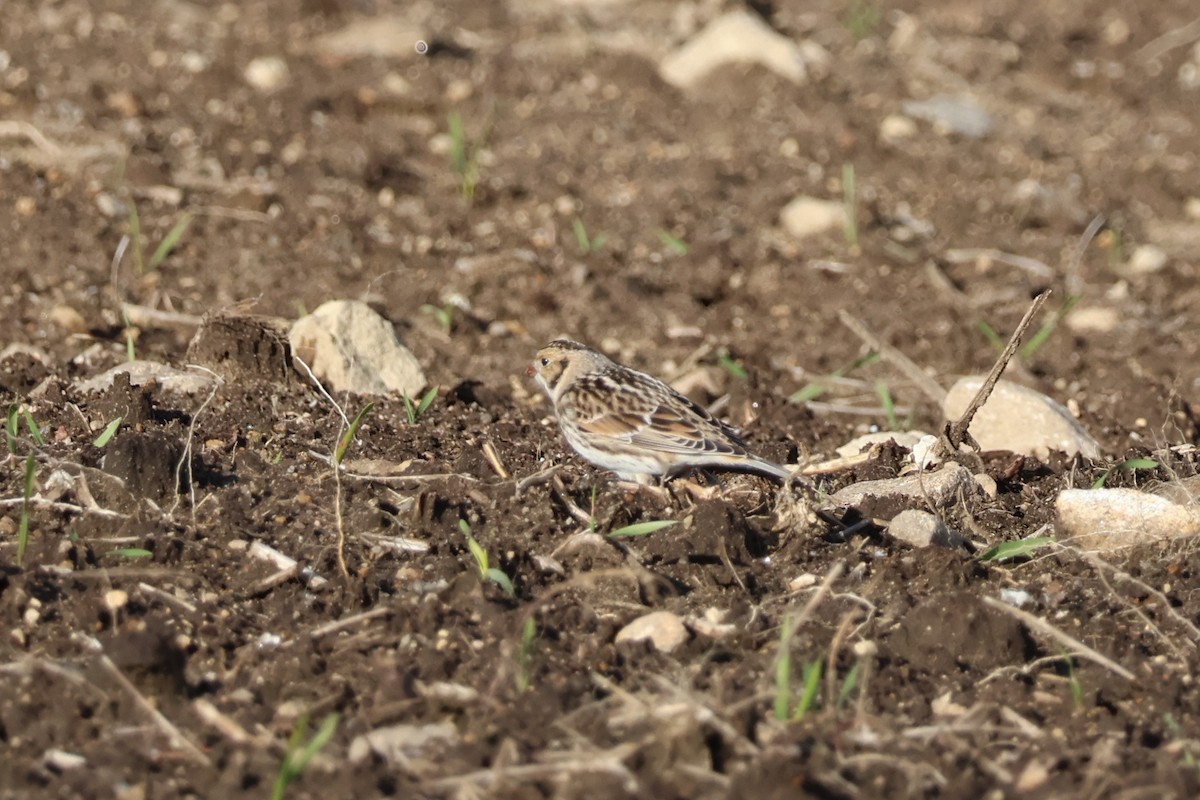 Mahmuzlu Çinte - ML646023947