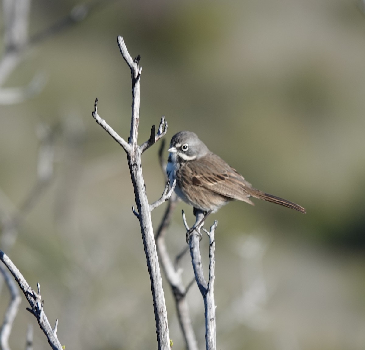 Bell's Sparrow - ML646023948