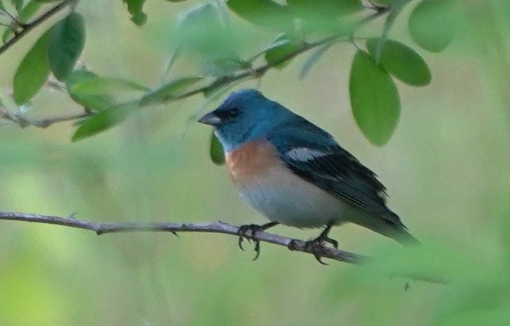 Lazuli Bunting - ML646023949