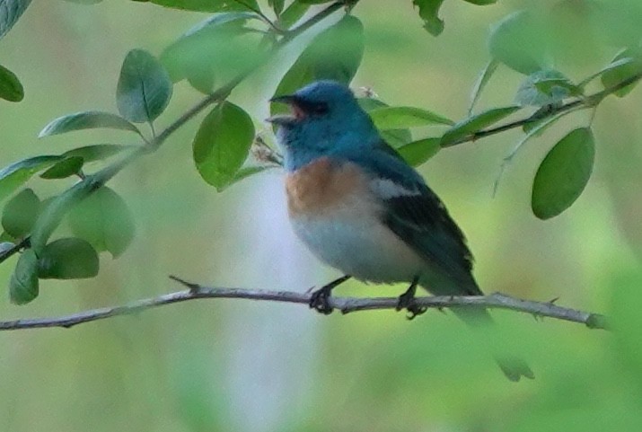 Lazuli Bunting - ML646023950