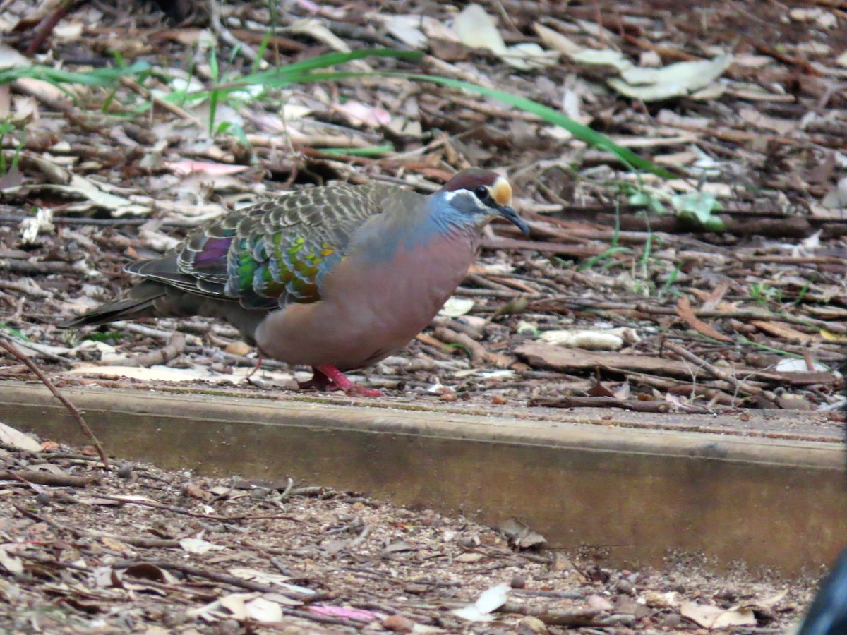 Common Bronzewing - ML646023951