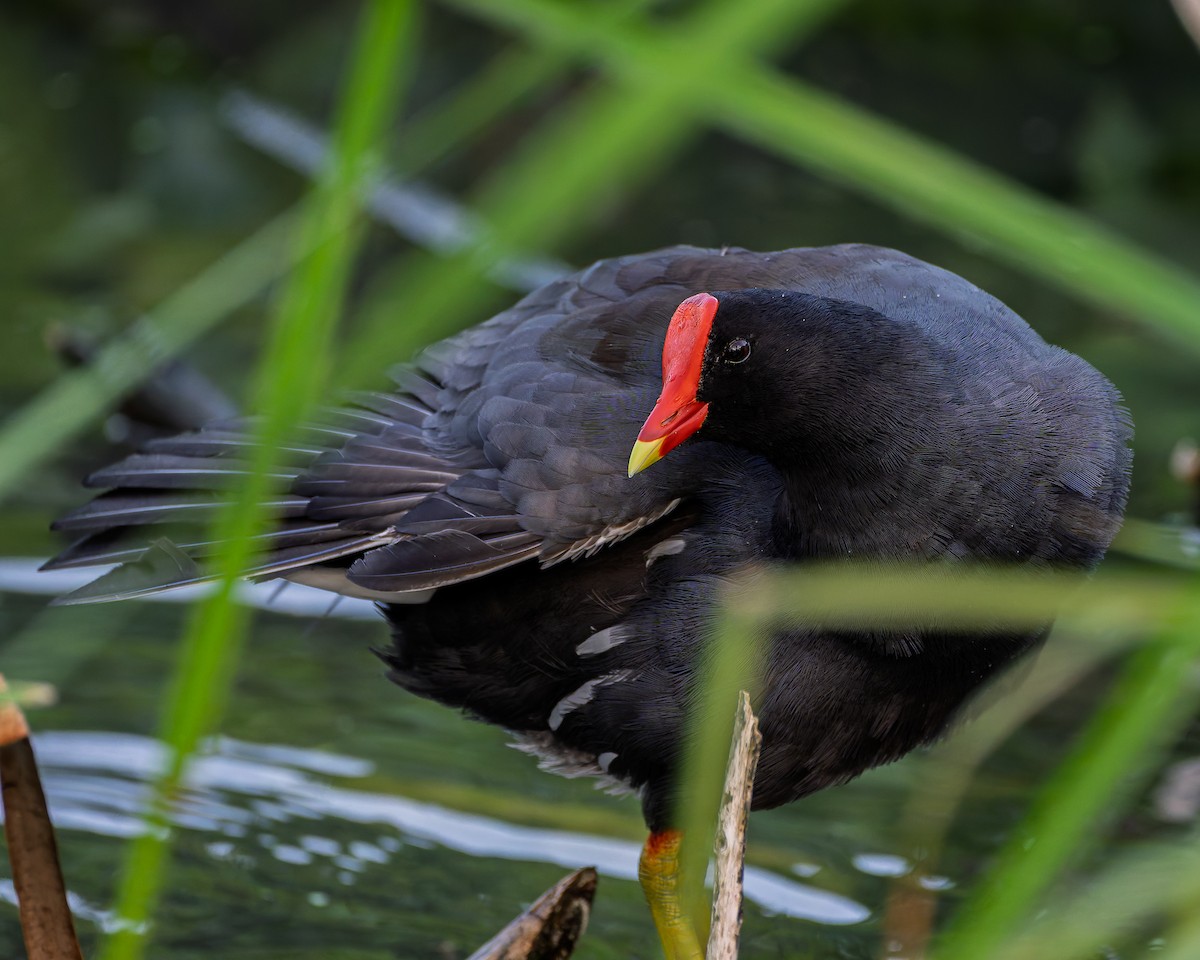 Common Gallinule - ML646023952