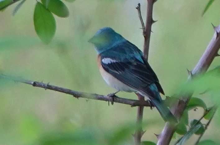Lazuli Bunting - ML646023955