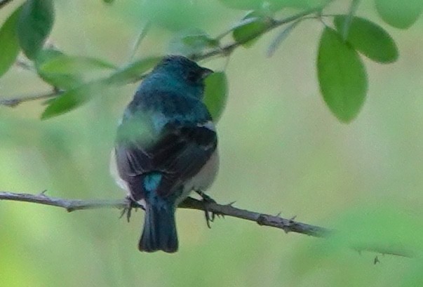 Lazuli Bunting - ML646023956