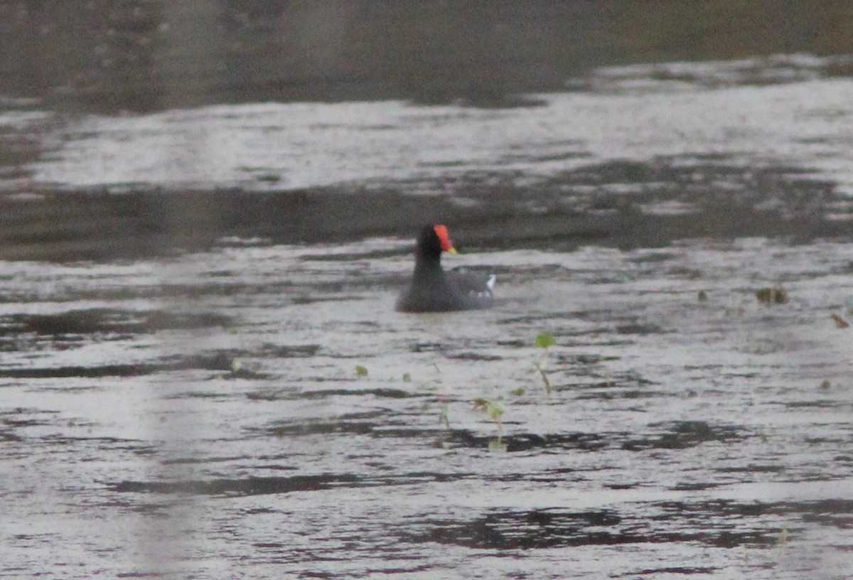 Common Gallinule - ML646023957