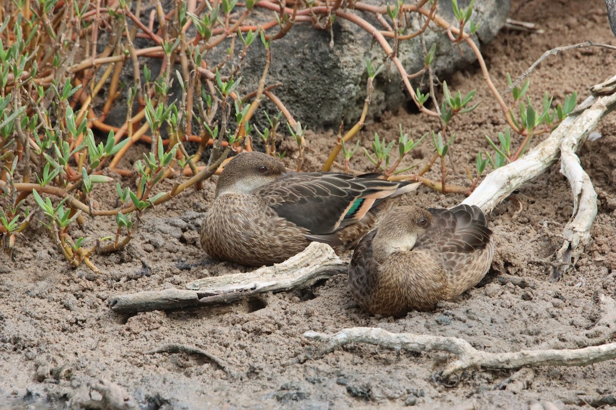 White-cheeked Pintail (Galapagos) - ML646023958