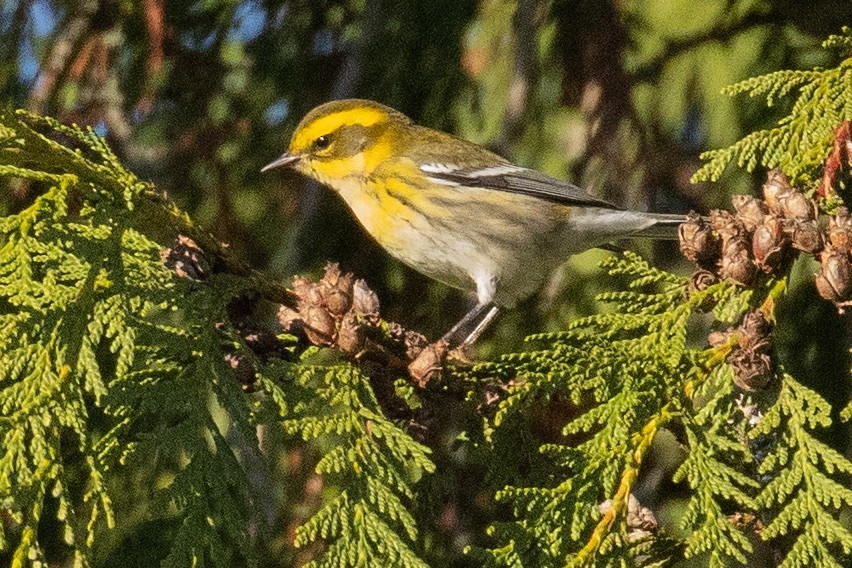 Townsend's Warbler - ML646023961
