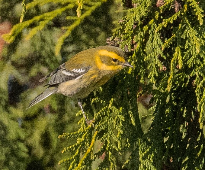 Townsend's Warbler - ML646023962