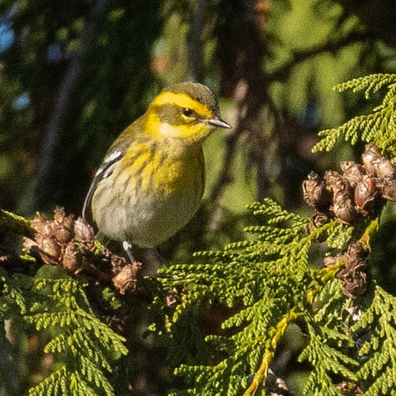 Townsend's Warbler - ML646023963