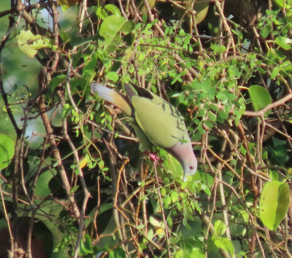 Pink-necked Green-Pigeon - ML646023964