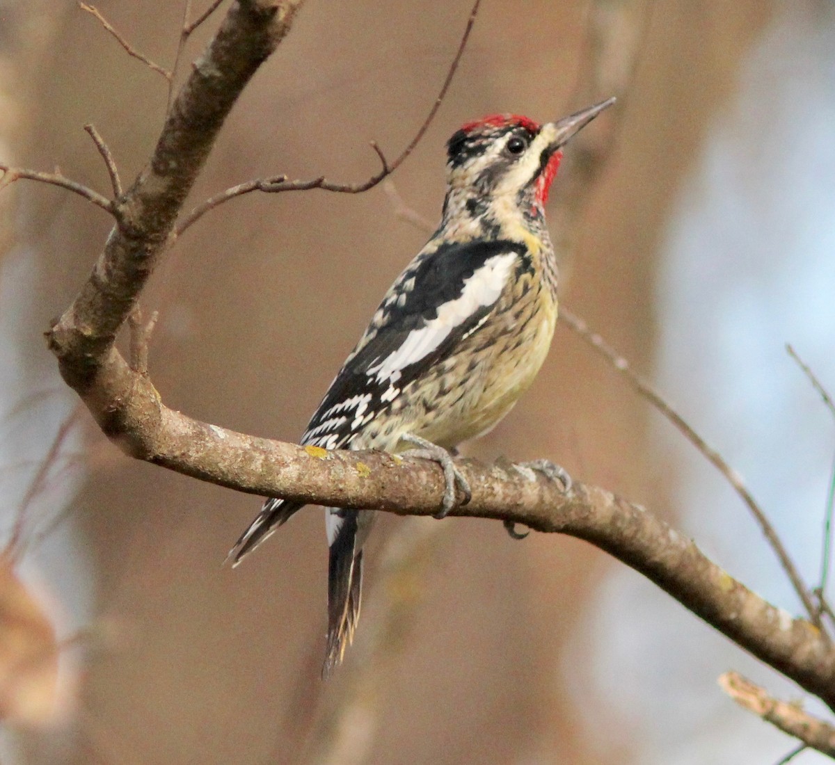 Yellow-bellied Sapsucker - ML646023965