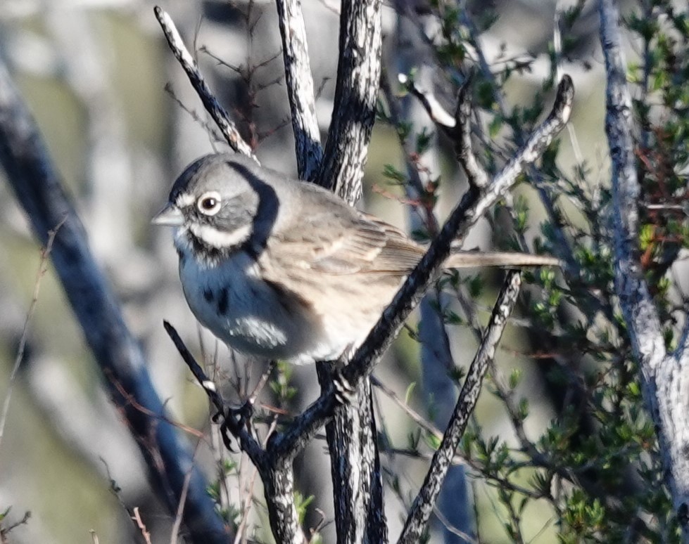 Bell's Sparrow - ML646023967