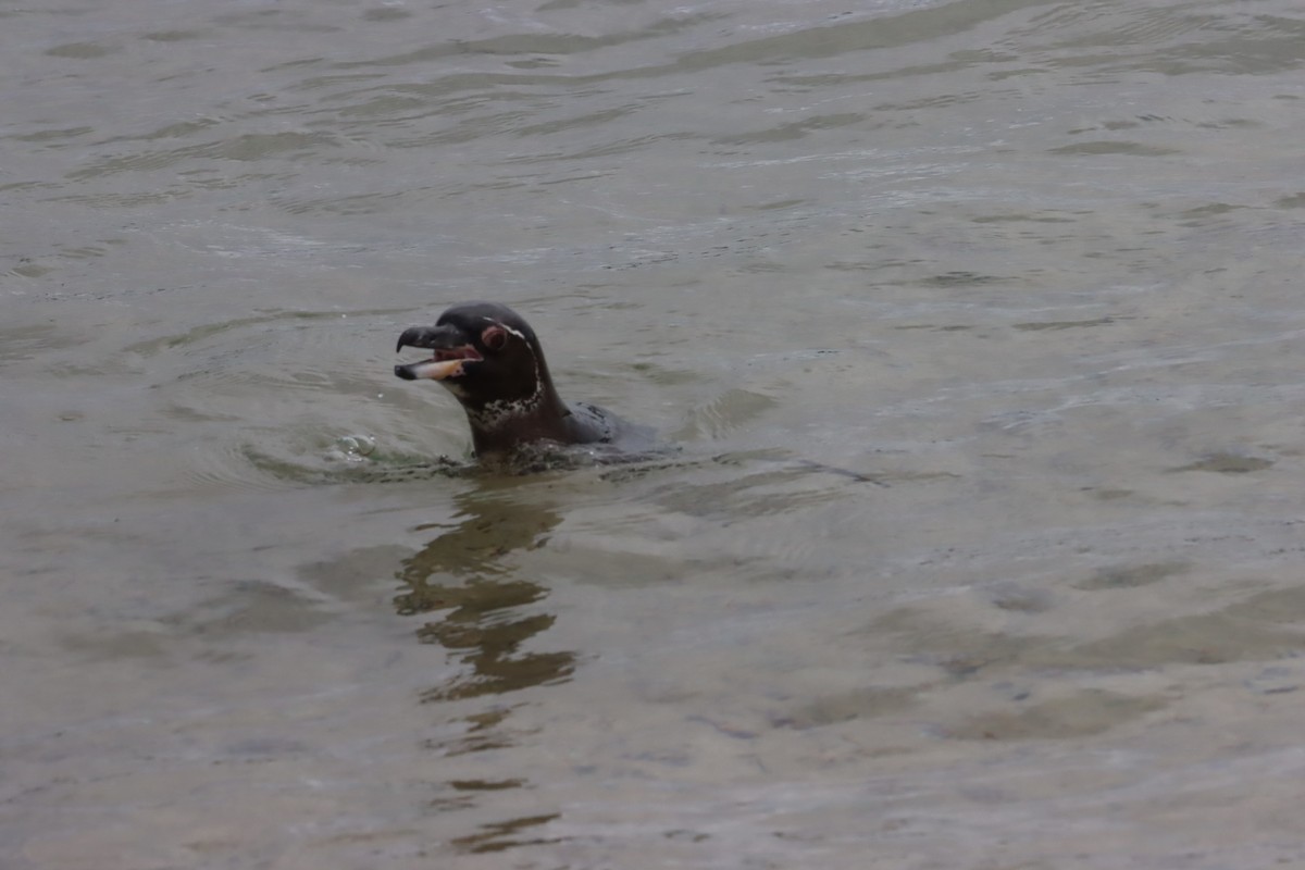 Galapagos Penguin - ML646023968