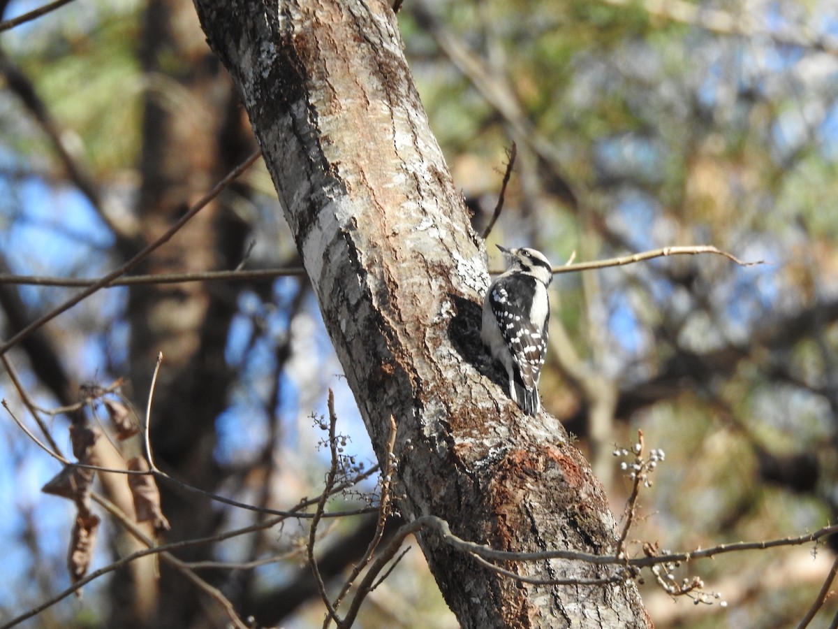 Downy Woodpecker - ML646023971