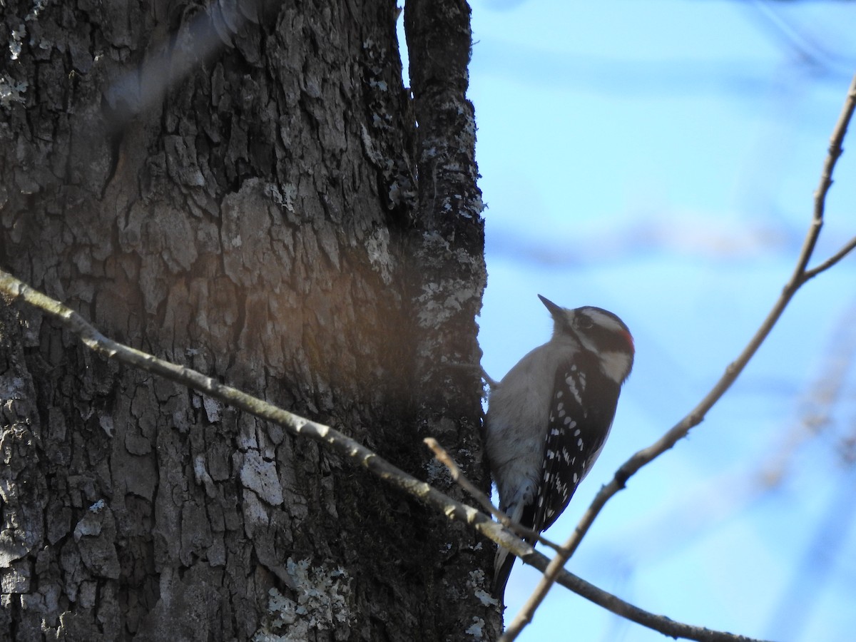 Downy Woodpecker - ML646023972