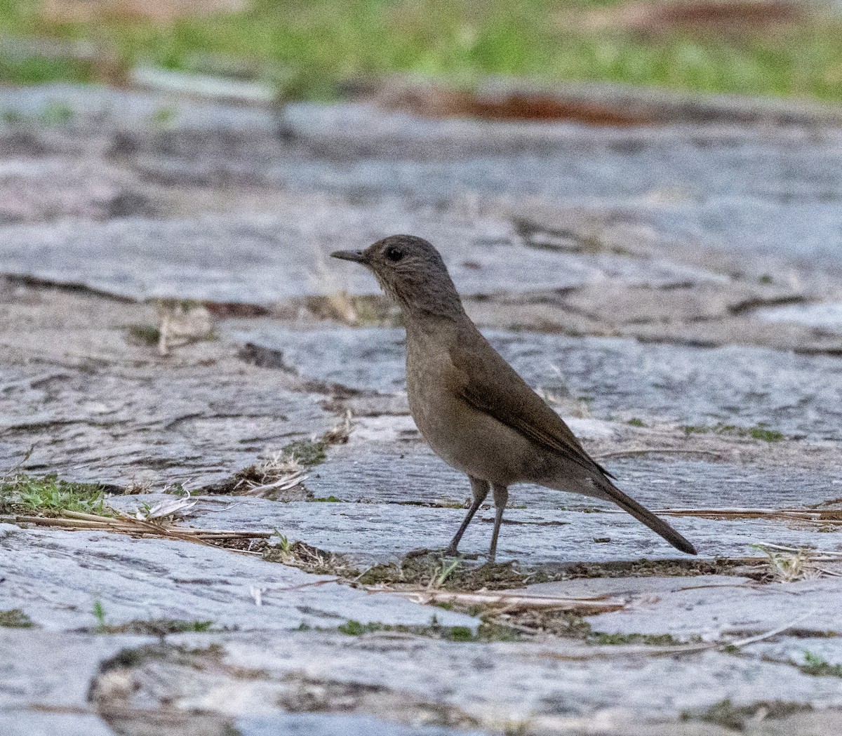Pale-breasted Thrush - ML646023974