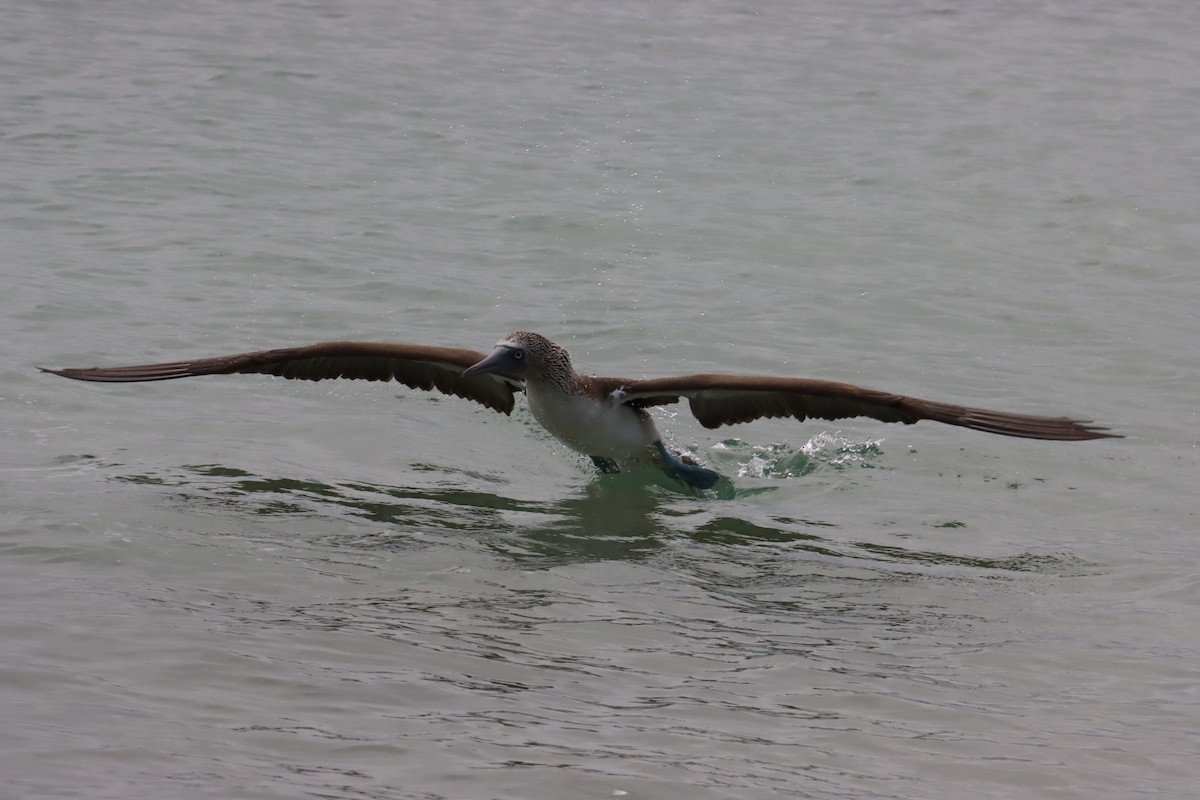 Blue-footed Booby - ML646023975