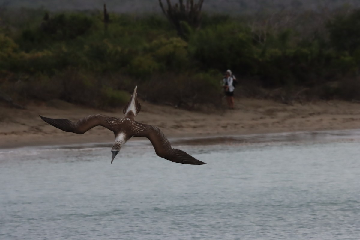 Blue-footed Booby - ML646023976