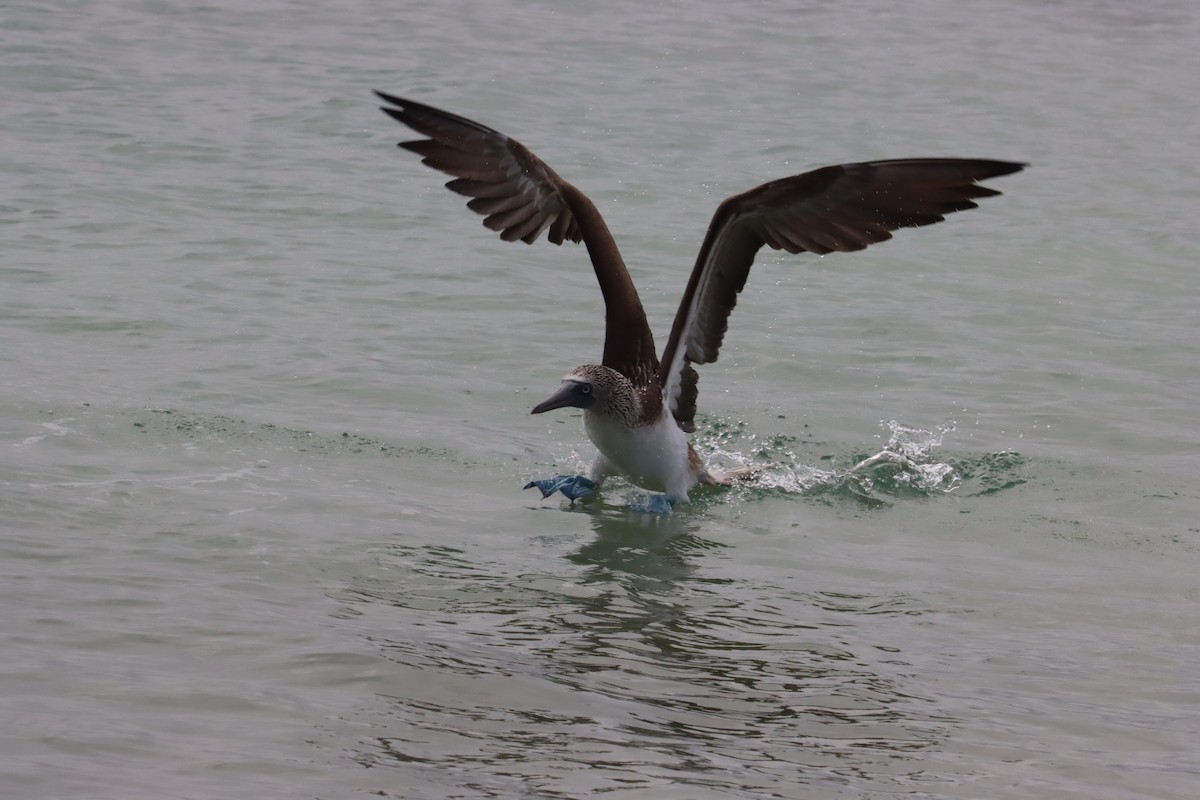 Blue-footed Booby - ML646023977