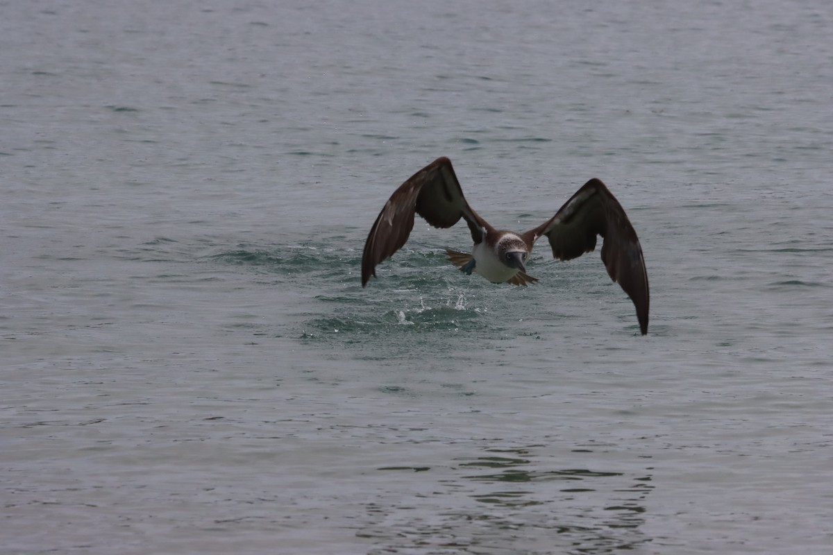 Blue-footed Booby - ML646023978