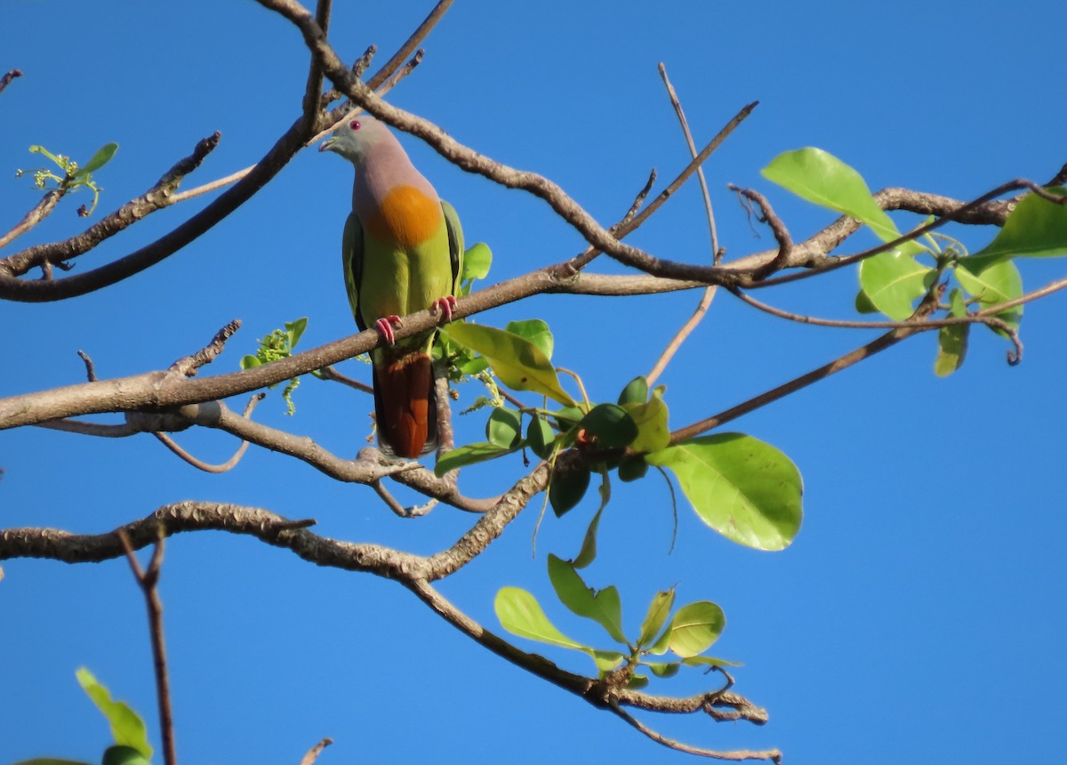 Pink-necked Green-Pigeon - ML646023979