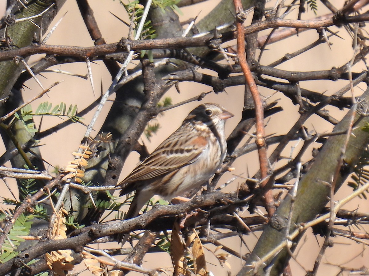 Vesper Sparrow - ML646023980