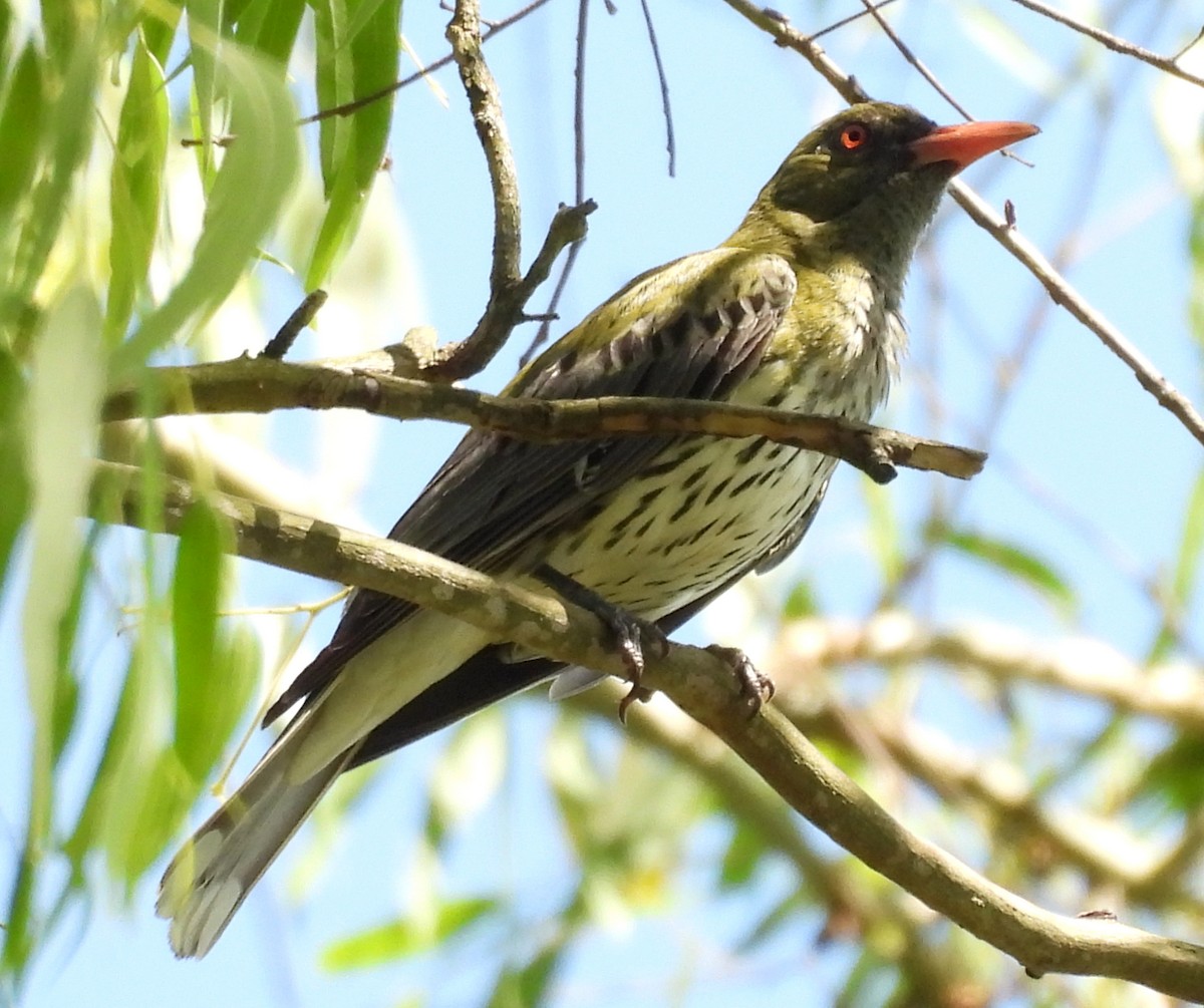 Olive-backed Oriole - ML646023981