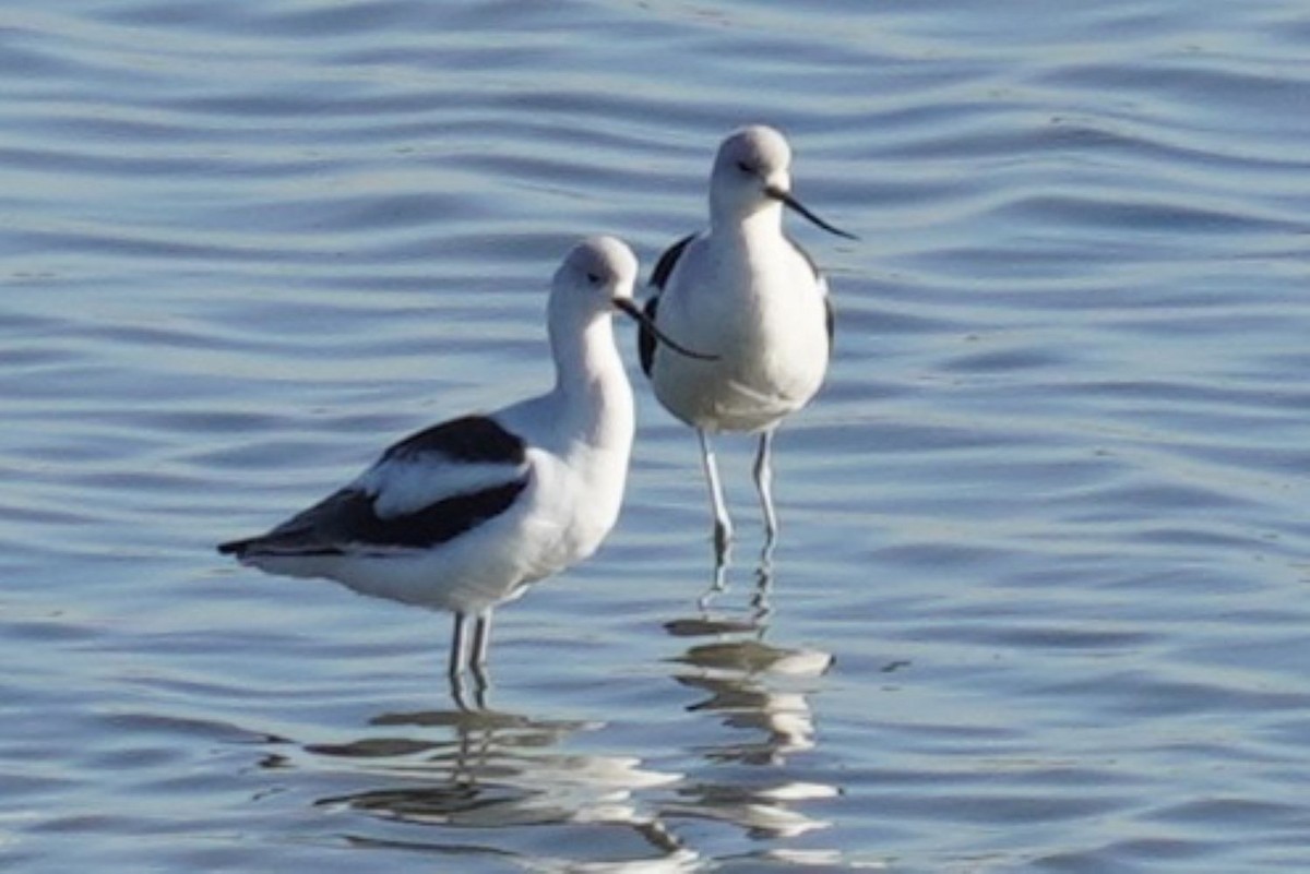 American Avocet - ML646023982