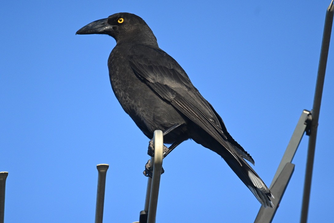 Black Currawong - ML646023983