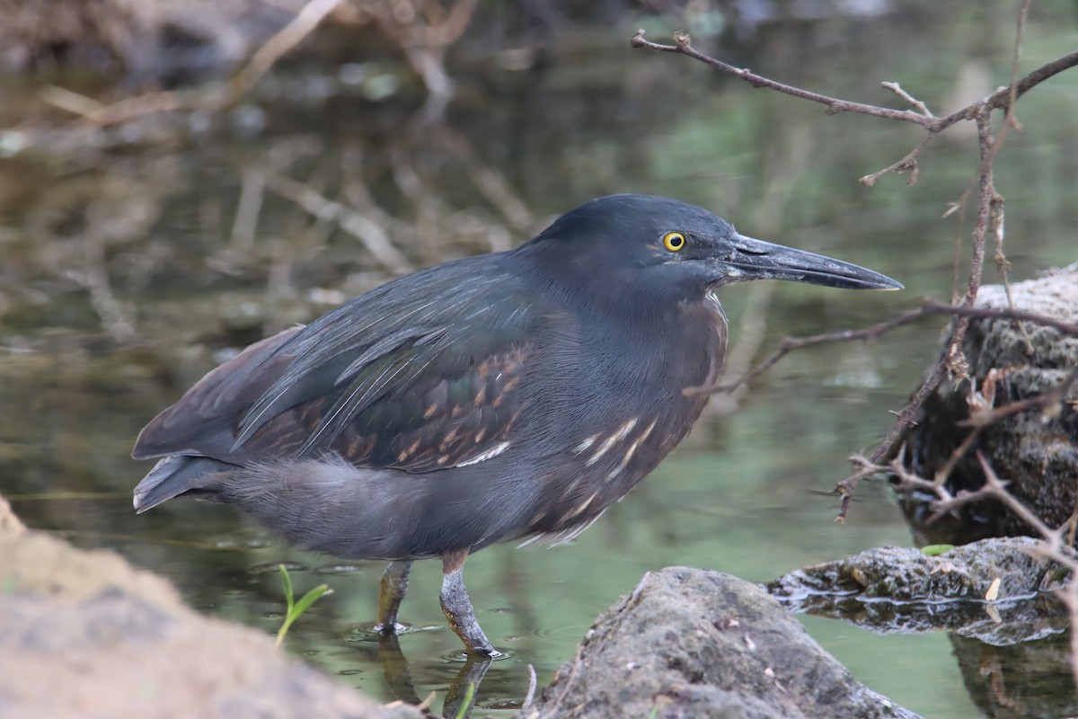 Lava Heron - ML646023985