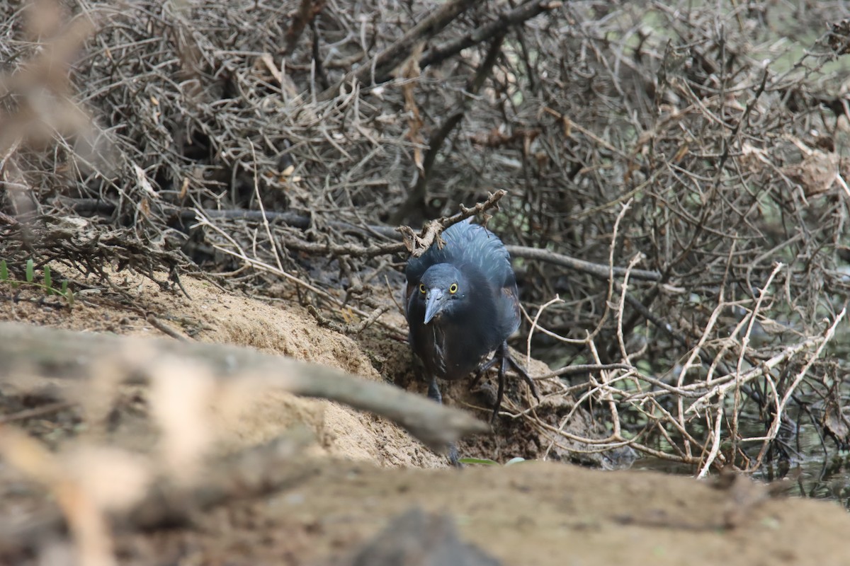 Lava Heron - ML646023986