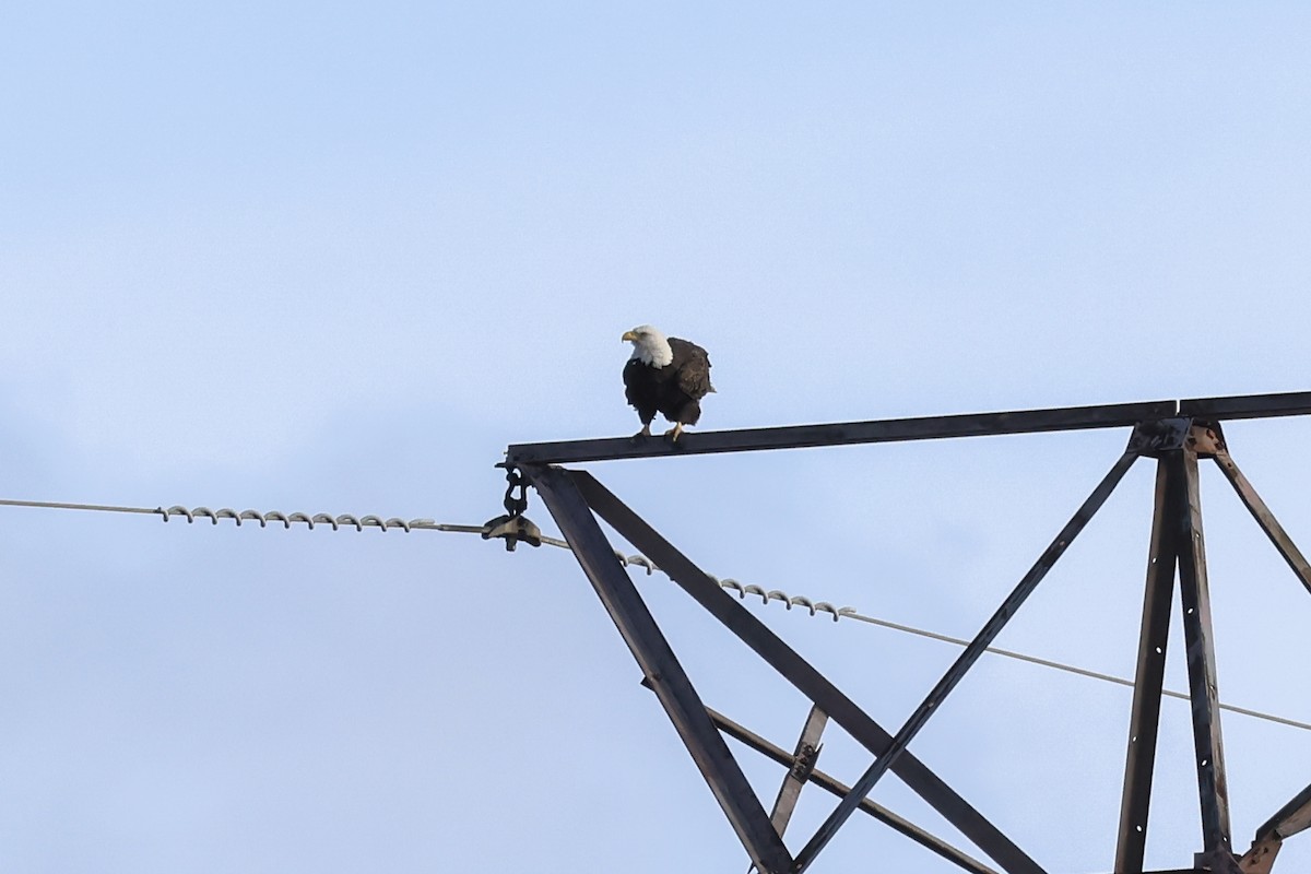 Bald Eagle - ML646023989