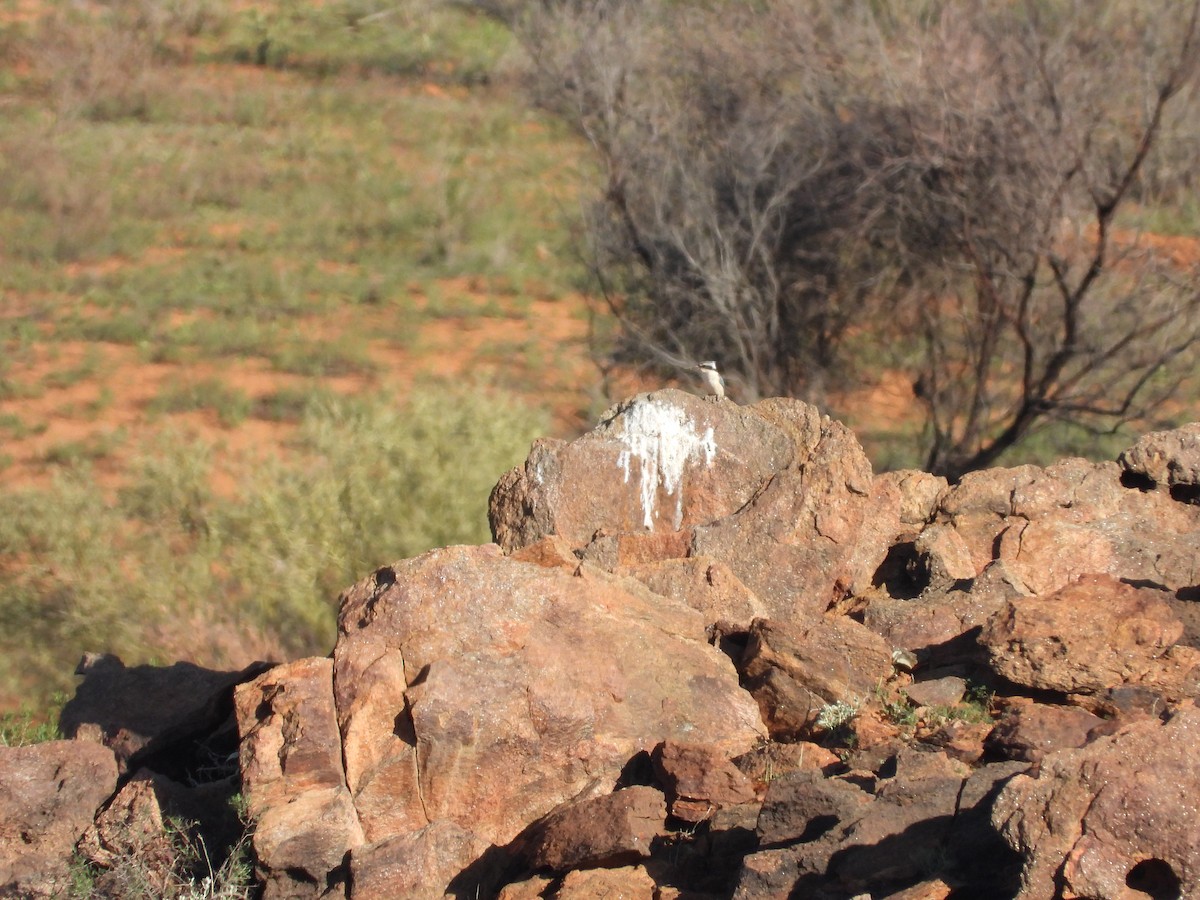 Альціон рудогузий - ML646023990