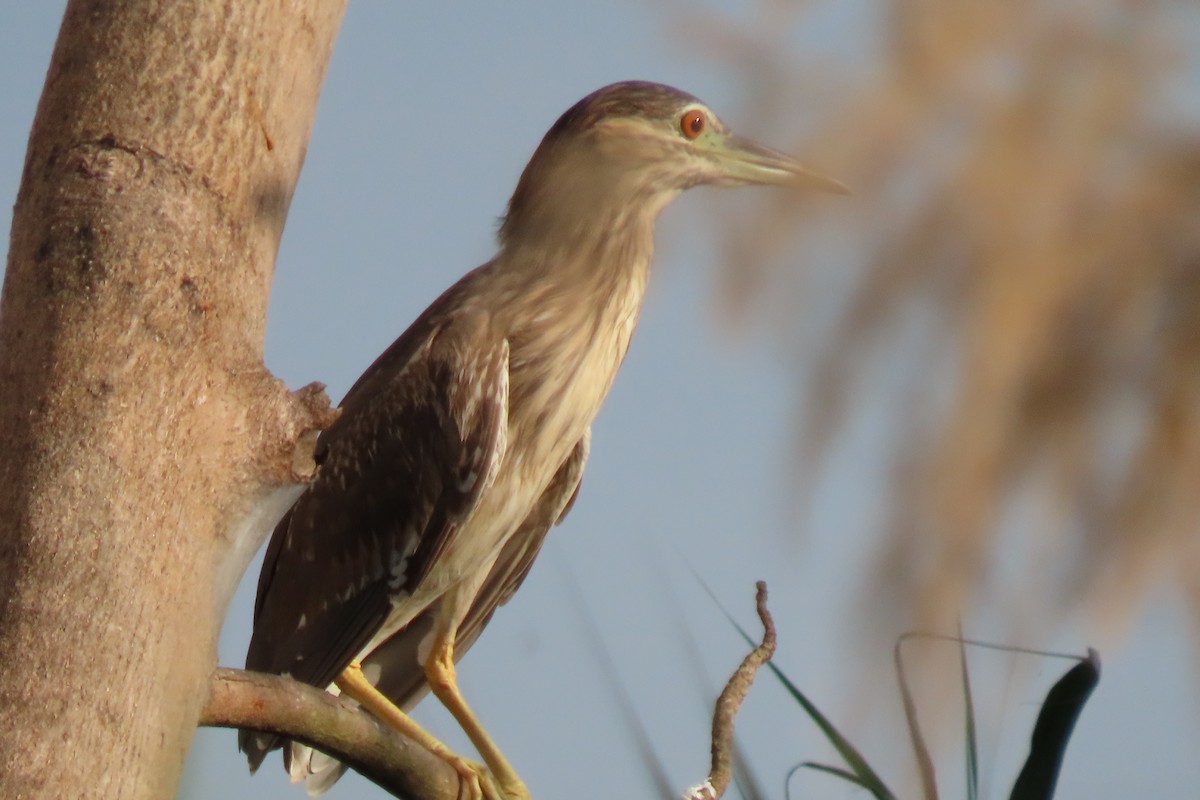 Black-crowned Night Heron - ML646023991