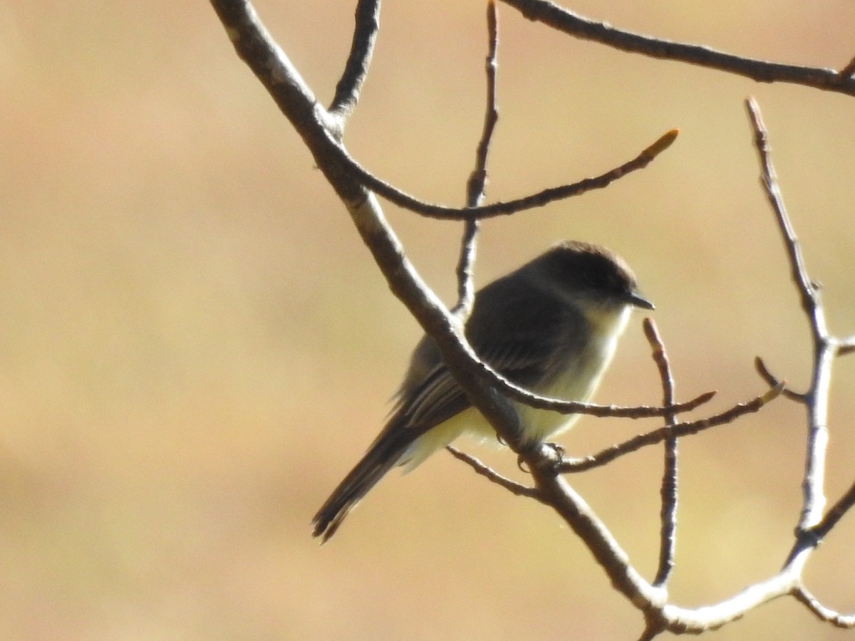 Eastern Phoebe - ML646023992