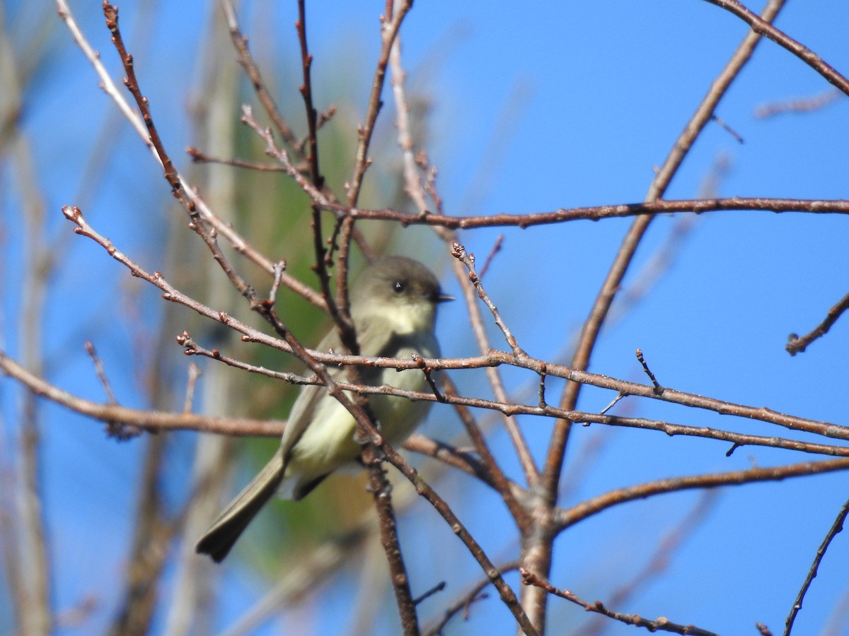 Eastern Phoebe - ML646023993