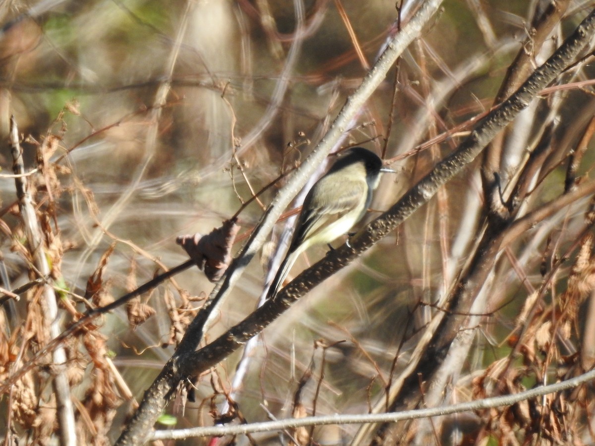 Eastern Phoebe - ML646023995