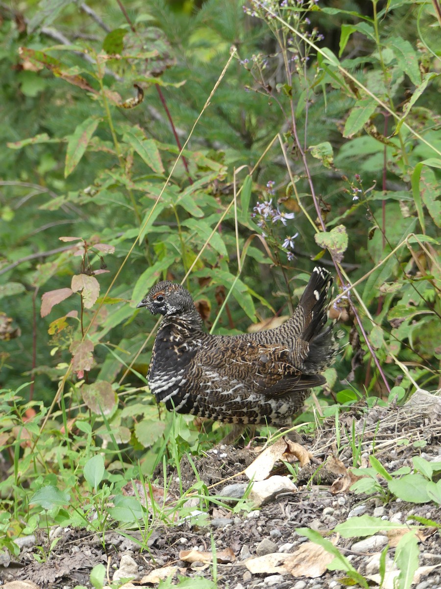 Spruce Grouse - ML646023998