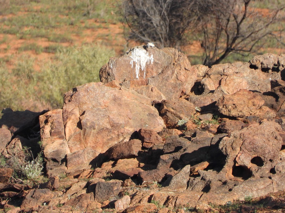 Альціон рудогузий - ML646023999