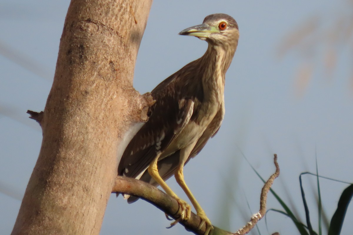 Black-crowned Night Heron - ML646024000