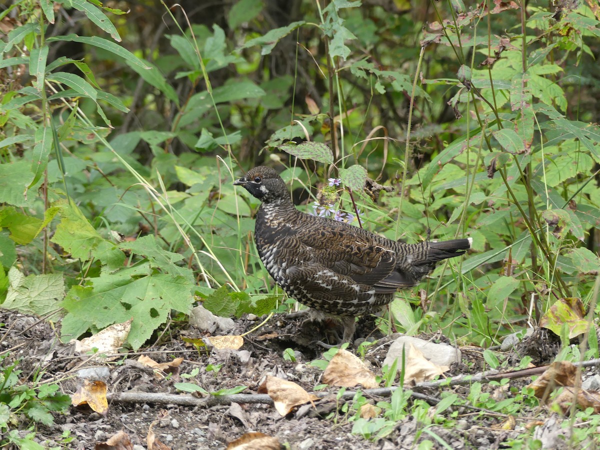 Spruce Grouse - ML646024002